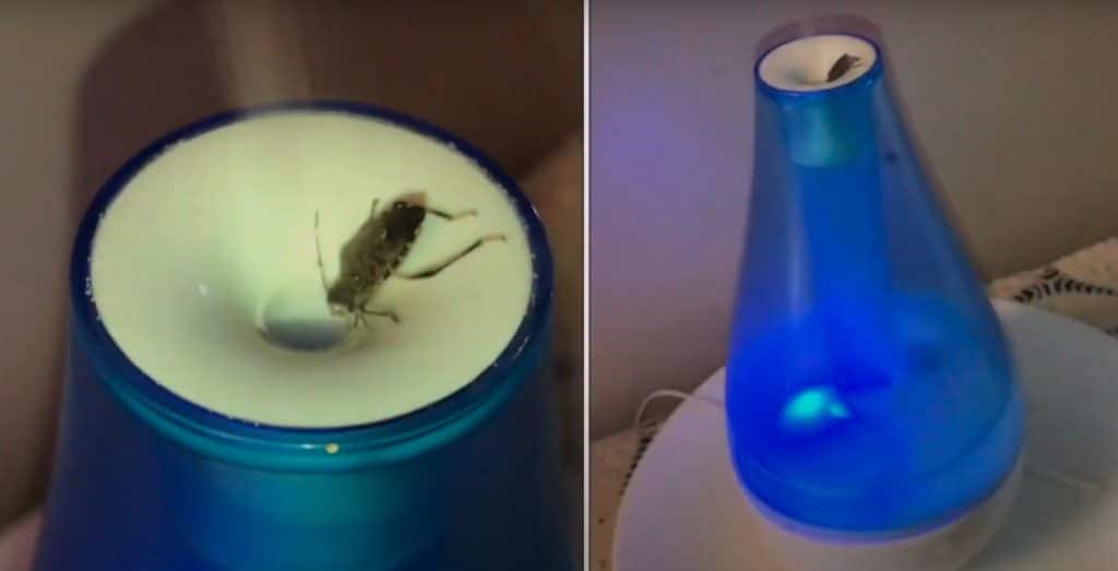 Humidifier attracts bugs